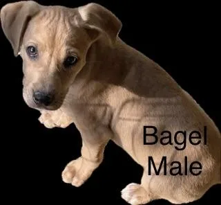 Hound puppies thumbnail 2