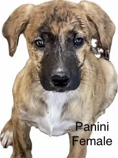 Hound puppies thumbnail 3