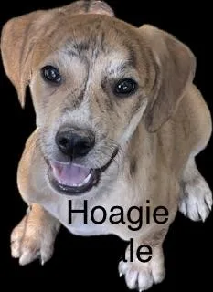 Hound puppies thumbnail 4
