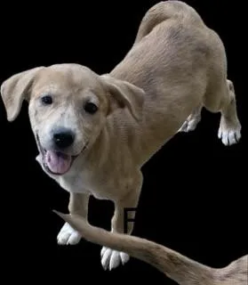 Hound puppies thumbnail 5