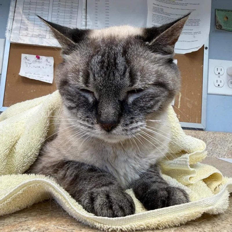 A senior medium-sized female Siamese cat named Seraphina for adoption in Easton, PA