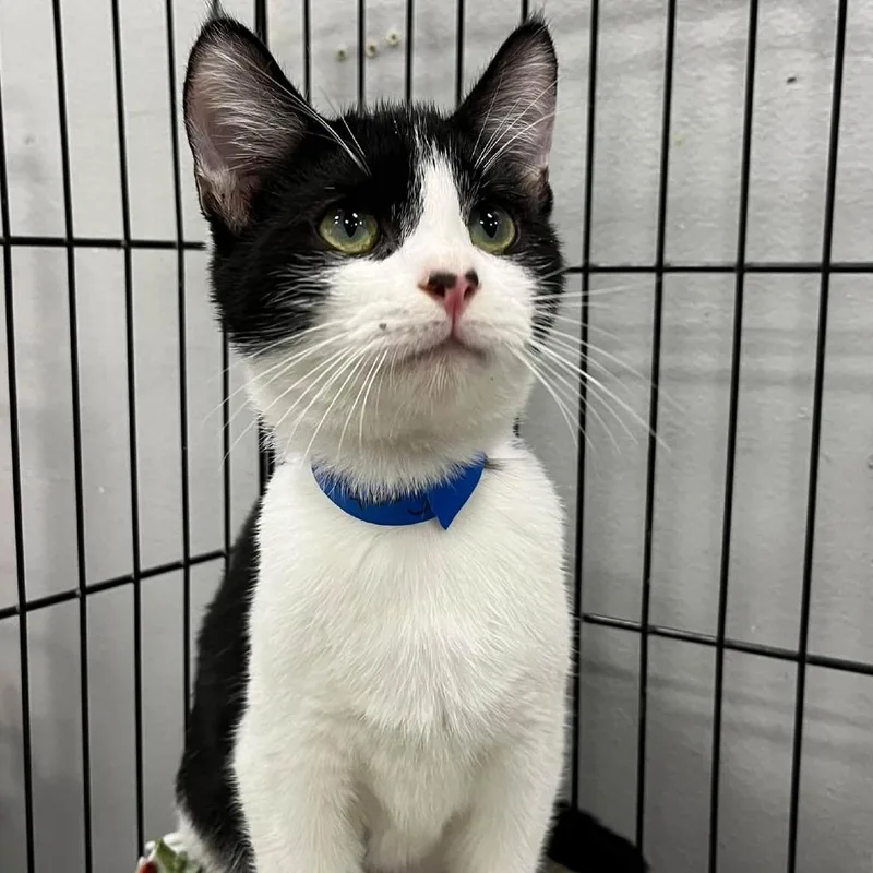 A baby medium-sized male Black Domestic Short Hair cat named Captain for adoption in Hamburg, NY