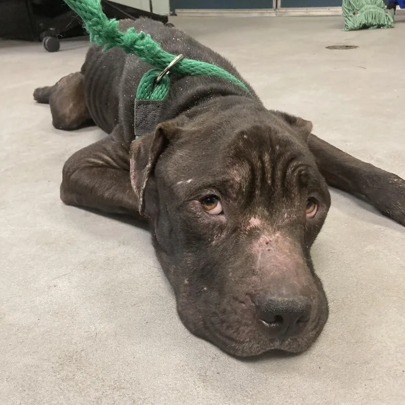 An adult medium-sized male Black Mixed Breed dog named Memphis H for adoption in Philadelphia, PA
