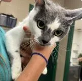 An adult medium-sized female Gray / Blue / Silver Domestic Short Hair cat named Polly for adoption in Kansas City, MO
