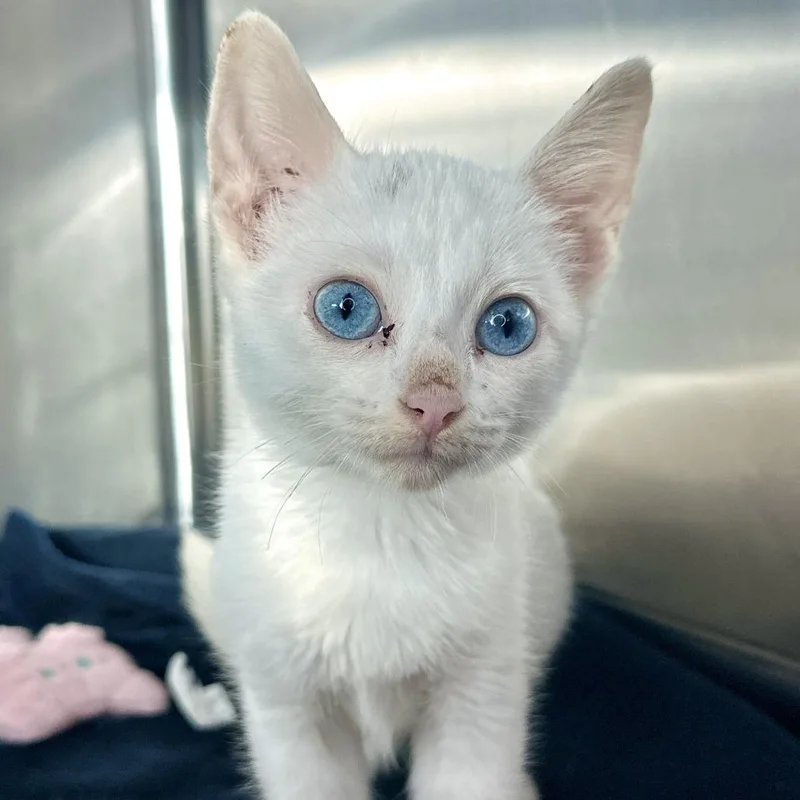 A baby small-sized male White Domestic Short Hair cat named Marshmallow for adoption in Matteson, IL