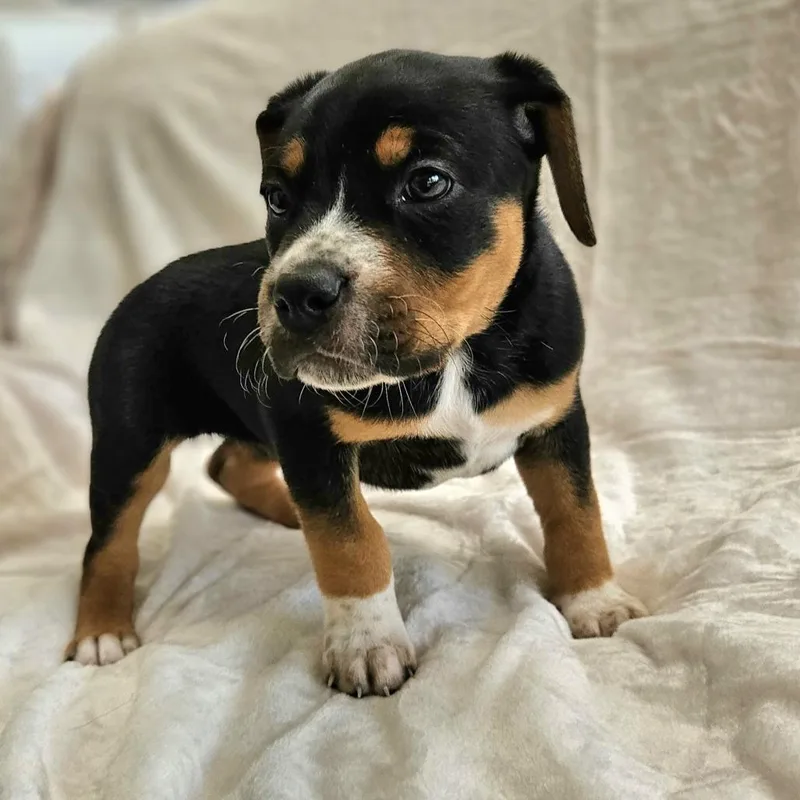 Rose Pup  Gray thumbnail 2