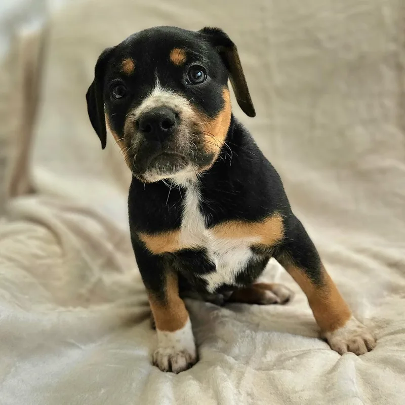 Rose Pup  Gray thumbnail 3