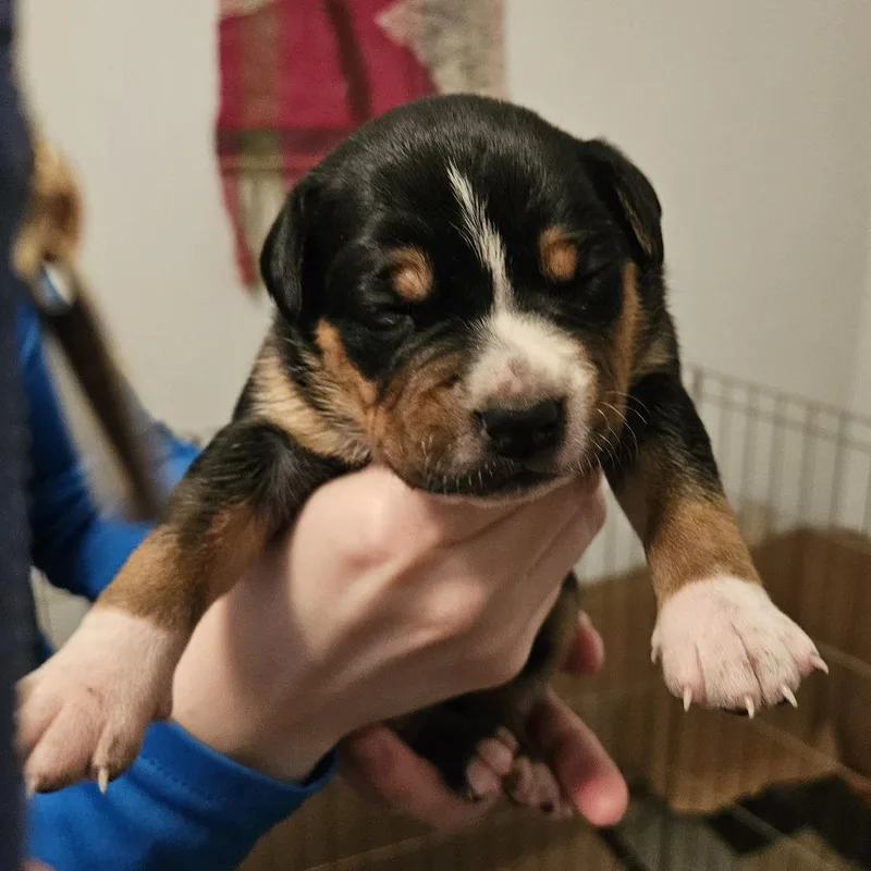 Rose Pup  Gray thumbnail 4