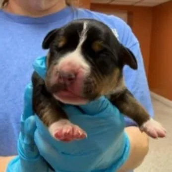 Rose Pup  Gray thumbnail 5