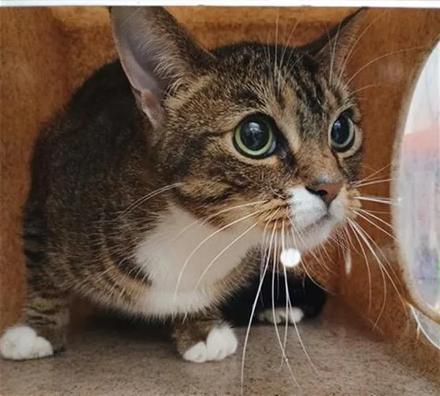 An adult small-sized female Domestic Short Hair cat named Kirara for adoption in Camarillo, CA