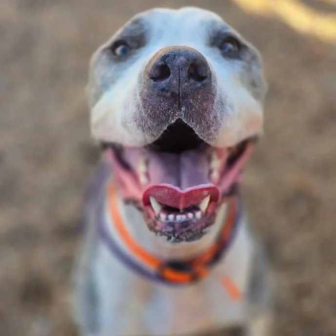 An adult large-sized male Black Great Dane dog named Elvis for adoption in Elizabeth City, NC
