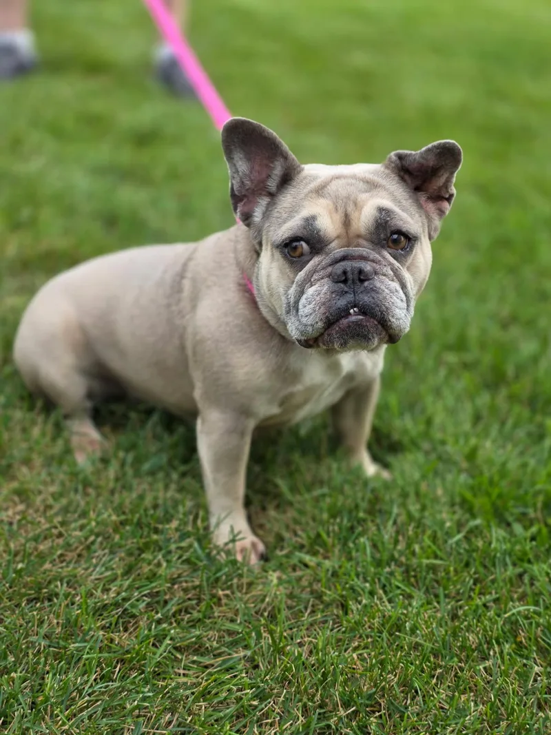 An adult small-sized female Yellow / Tan / Blond / Fawn French Bulldog dog named Kayla for adoption in Orland Park, IL