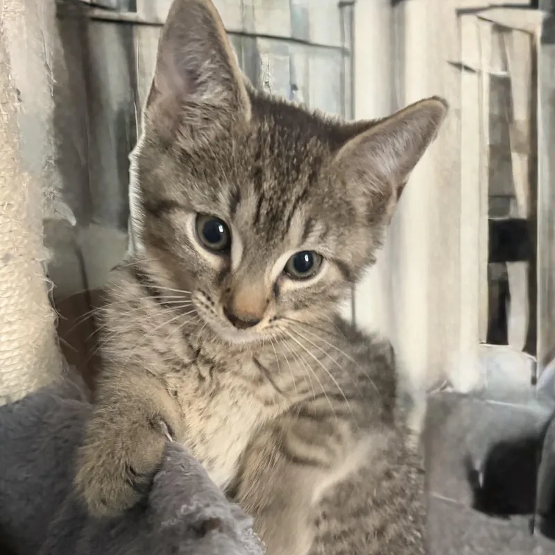 A baby medium-sized male Tabby (Gray / Blue / Silver) Tabby cat named Aaron for adoption in Kenhorst, PA