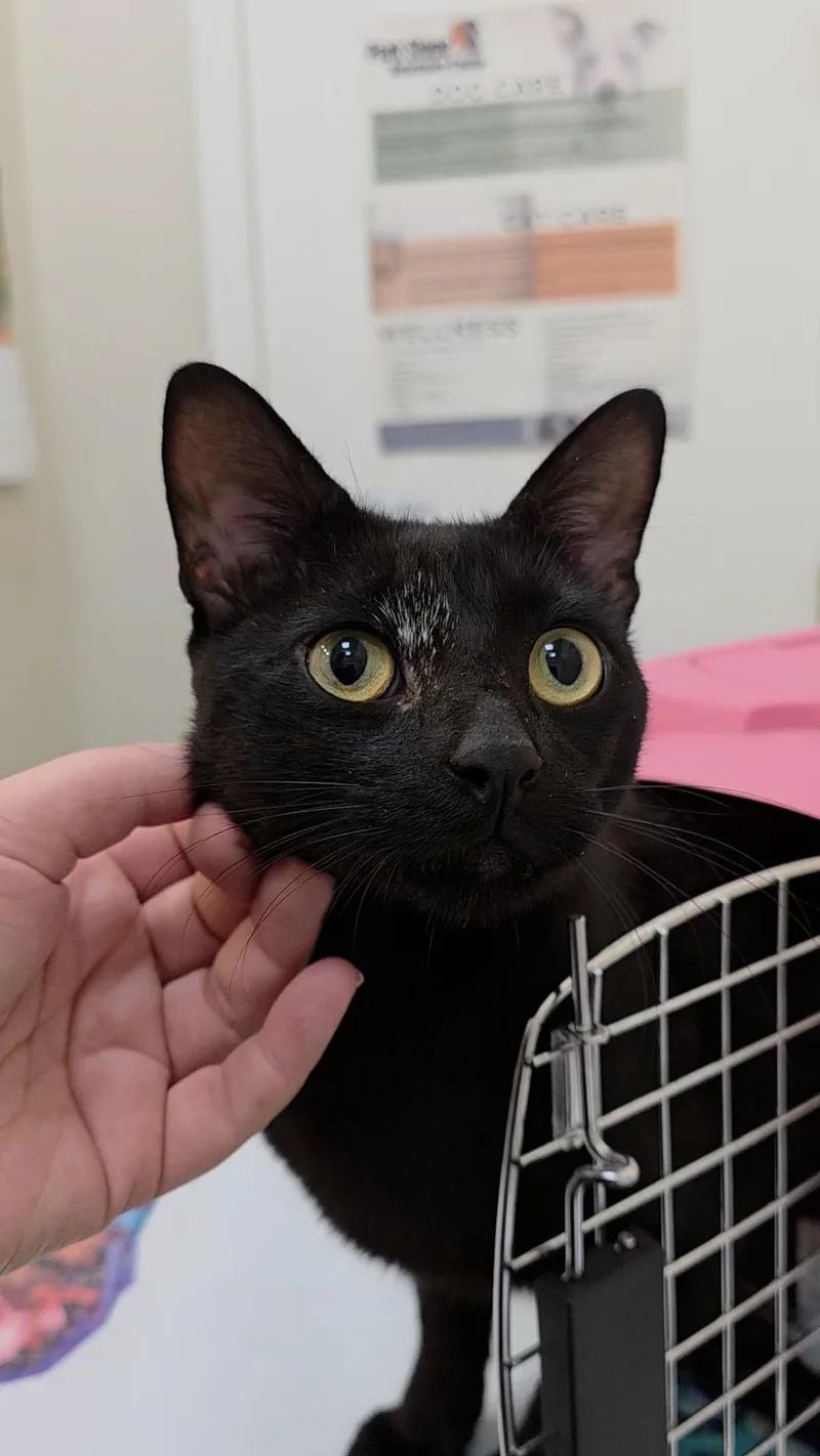 A young medium-sized male Black Domestic Short Hair cat named Alice Cooper for adoption in Brooklyn, NY