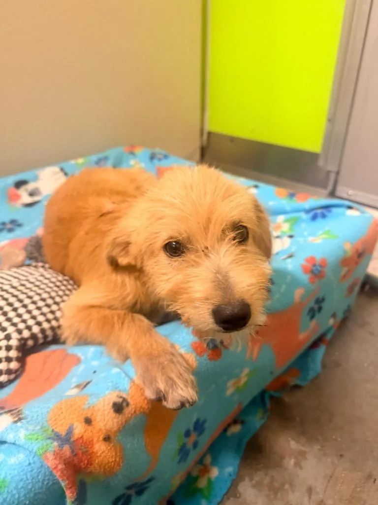A baby small-sized female Terrier dog named Lyric for adoption in Neosho, MO