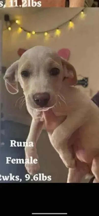 A baby small-sized female Mixed Breed dog named Runa for adoption in Grand Rapids, MI