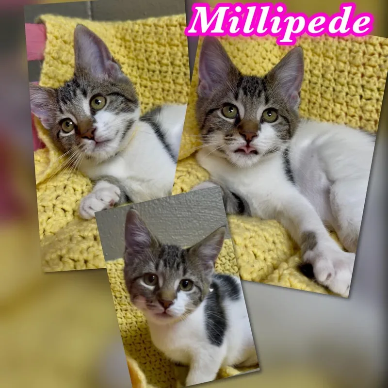 Millipede