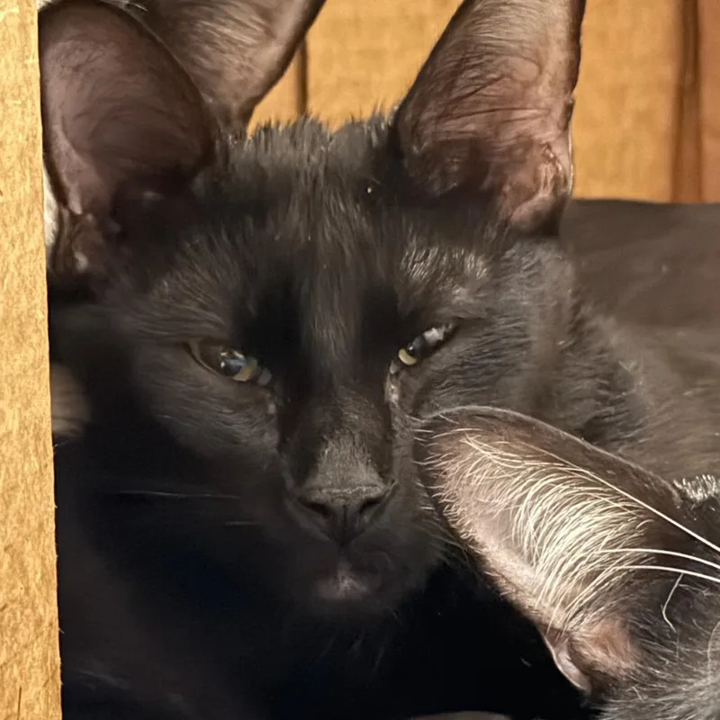 An adult medium-sized male Domestic Short Hair cat named Birch for adoption in Tacoma, WA