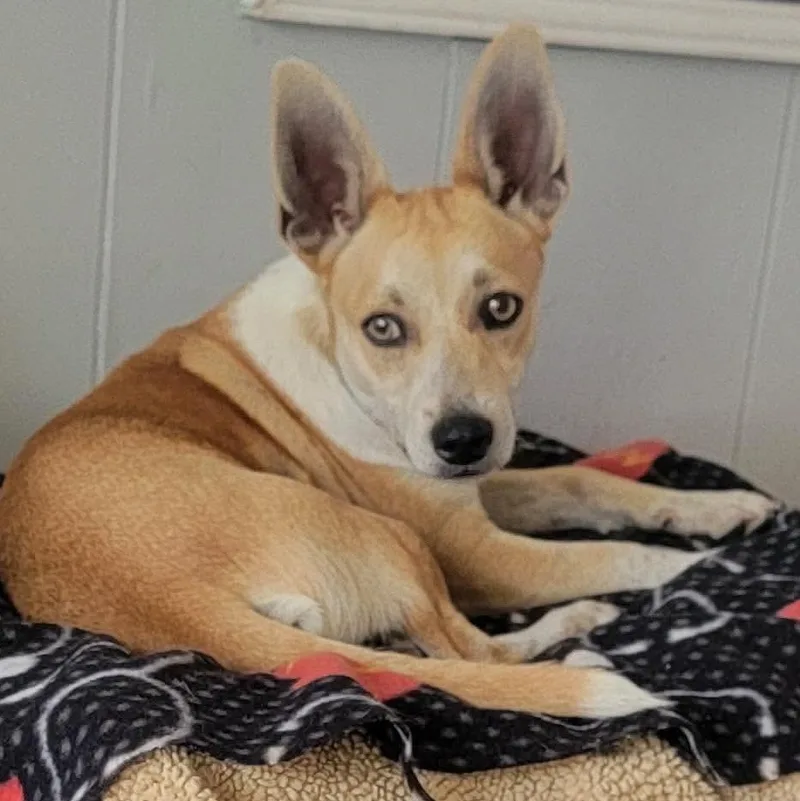 A young small-sized male White / Cream Corgi dog named Cabby for adoption in Austin, TX