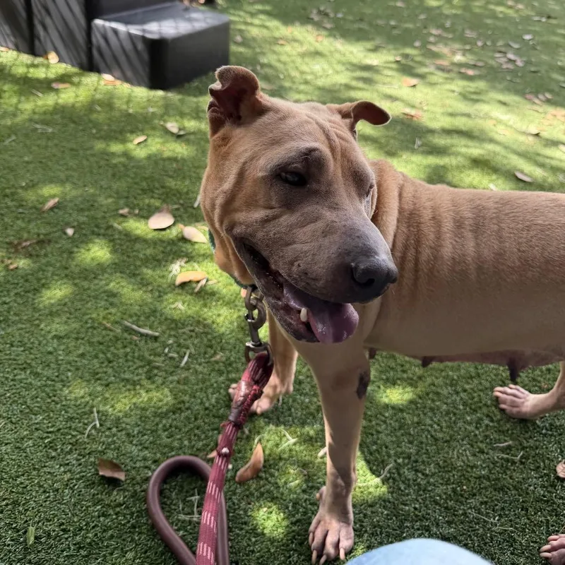 A young medium-sized female Shar-Pei dog named Sharpie for adoption in Lakeland, FL
