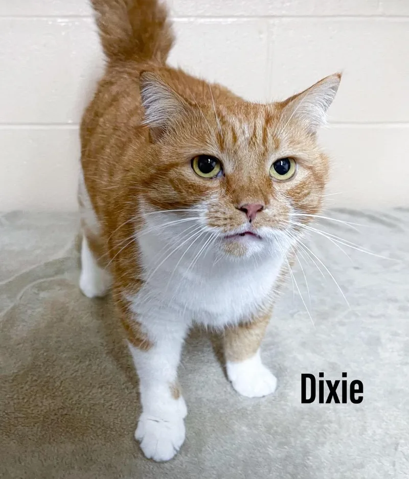 Dixie