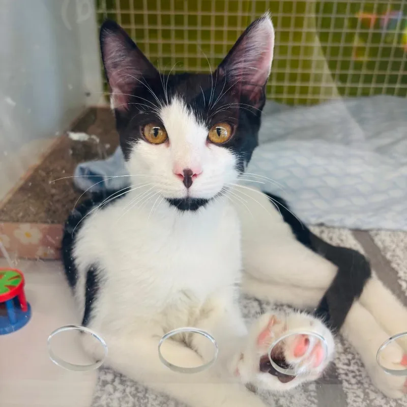 A baby small-sized male Black Domestic Short Hair cat named Doc for adoption in Woodbury, NJ