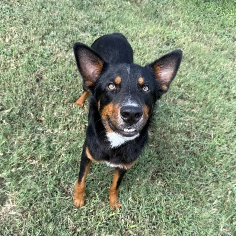A young medium-sized male Mixed Breed dog named Giovani for adoption in Spokane, WA