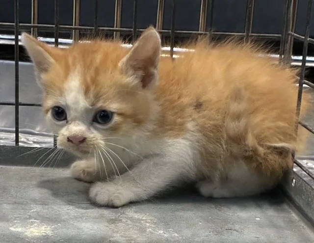 A baby small-sized male Domestic Short Hair cat named Ryu for adoption in Dallas, TX