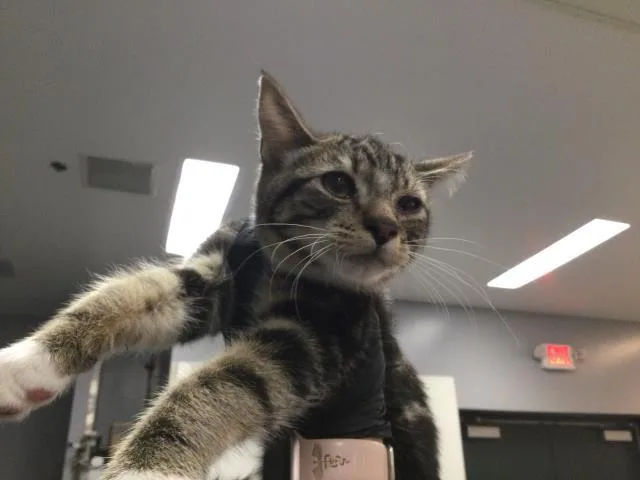 A baby small-sized male Domestic Short Hair cat named Tubby for adoption in Riverside, CA