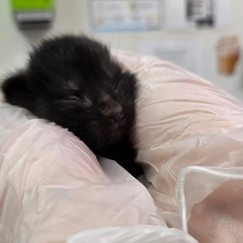 A baby small-sized male Black Domestic Short Hair cat named Berlioz for adoption in Charleston, WV