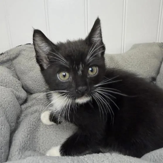A baby small-sized female Domestic Short Hair cat named Queen Charlotte for adoption in Los Angeles, CA