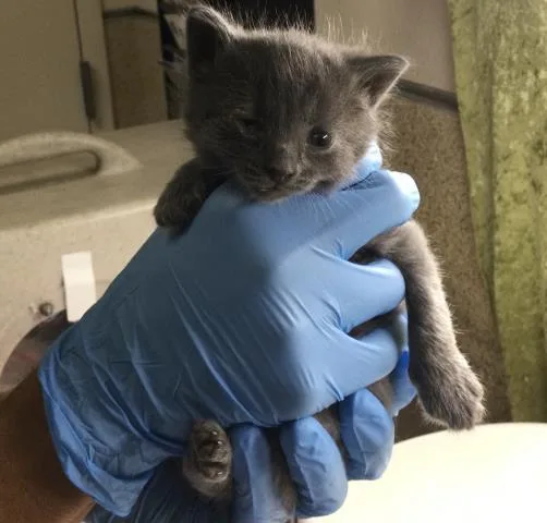 A baby small-sized female Domestic Short Hair cat named Mars for adoption in Riverside, CA