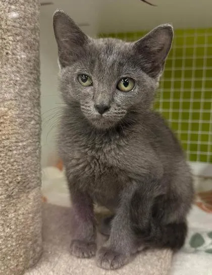 A baby small-sized female Gray / Blue / Silver Domestic Short Hair cat named Tilde for adoption in Kansas City, MO