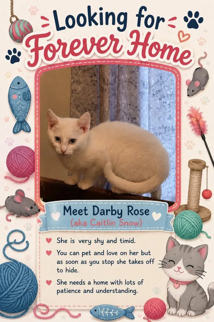 A baby medium-sized female Domestic Short Hair cat named Darby Rose for adoption in Rome, GA