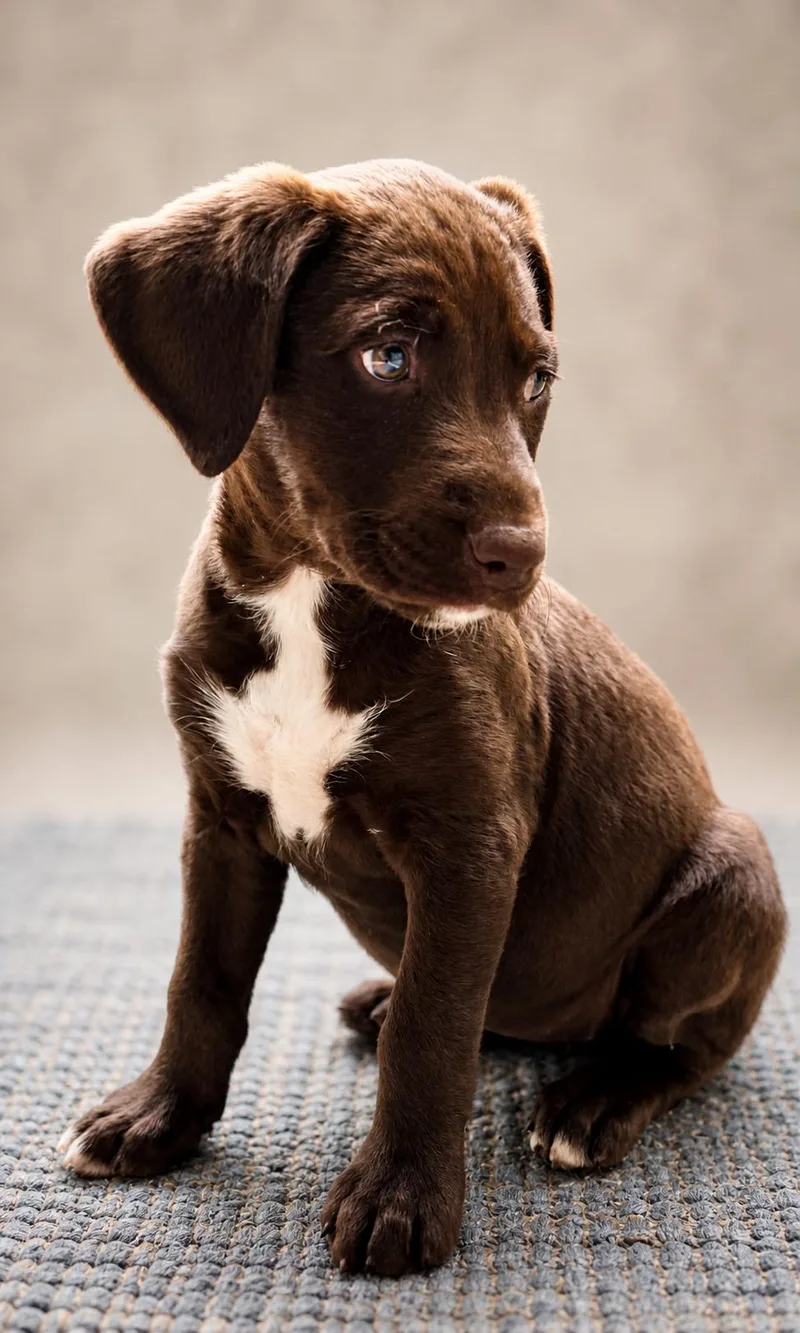 Cinnamon