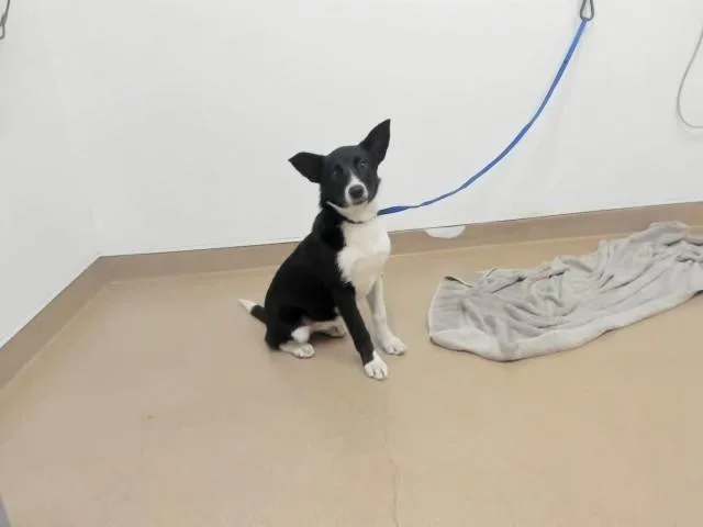 A baby medium-sized female Border Collie dog named Bonnie for adoption in Hayward, CA