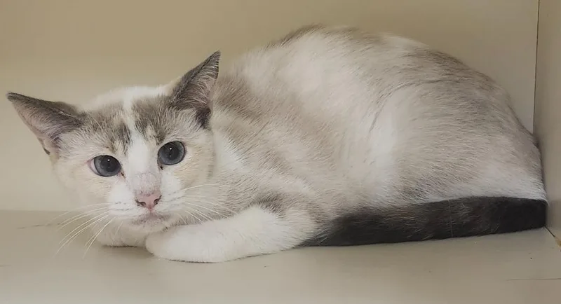 A baby small-sized female Domestic Short Hair cat named Daisy Mae for adoption in Little Rock, AR