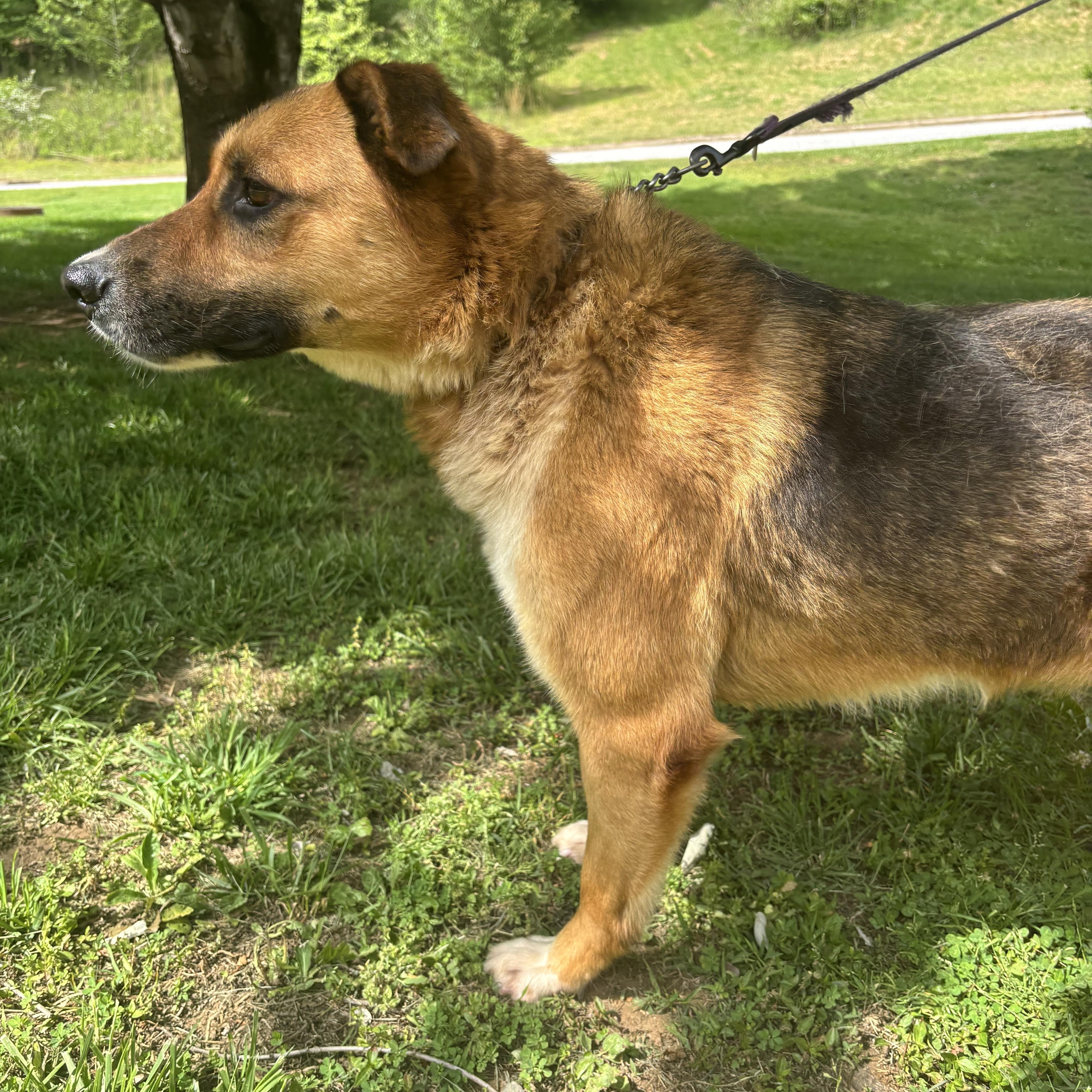 An adult large-sized male German Shepherd Dog dog named Stitch for adoption in Wilkesboro, NC