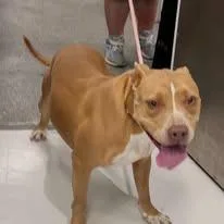 An adult large-sized male Brown / Chocolate Mixed Breed dog named Purdy for adoption in Jeffersonville, IN