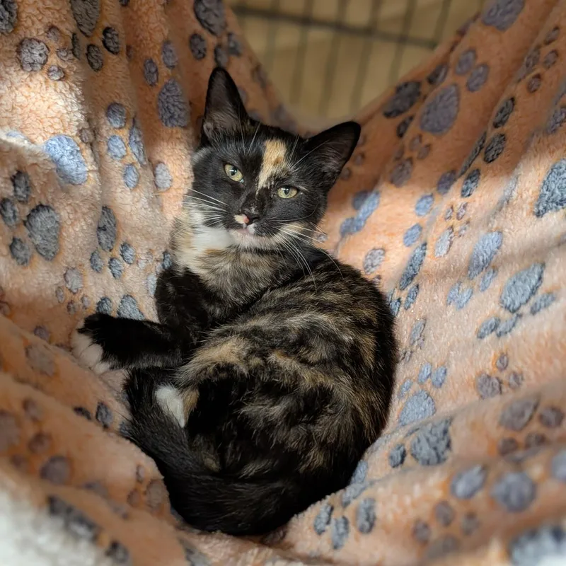 A baby medium-sized female Domestic Short Hair cat named Angelica for adoption in Cape Girardeau, MO