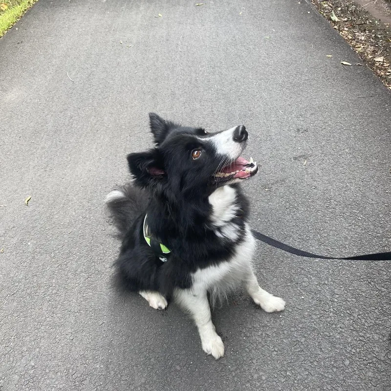 An adult medium-sized female Black Border Collie dog named Makahla for adoption in Birdsboro, PA