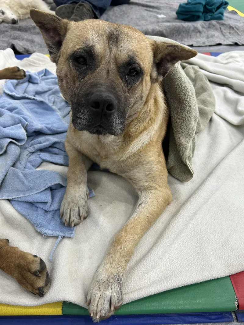 An adult large-sized male Pit Bull Terrier dog named Redford for adoption in Hardin, MT