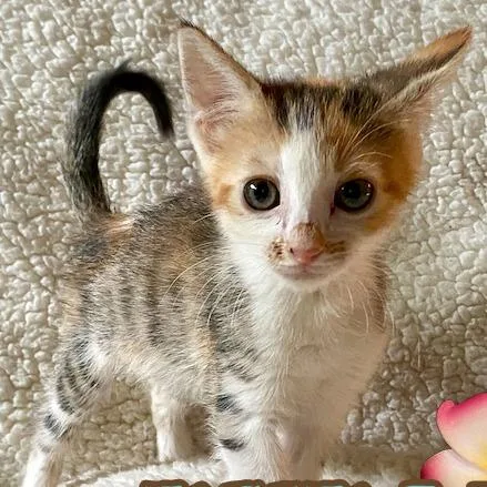 A baby small-sized female Calico Domestic Short Hair cat named Kukana for adoption in Prescott, AZ