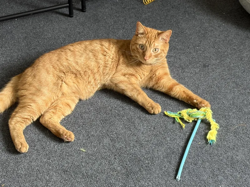 Tigger