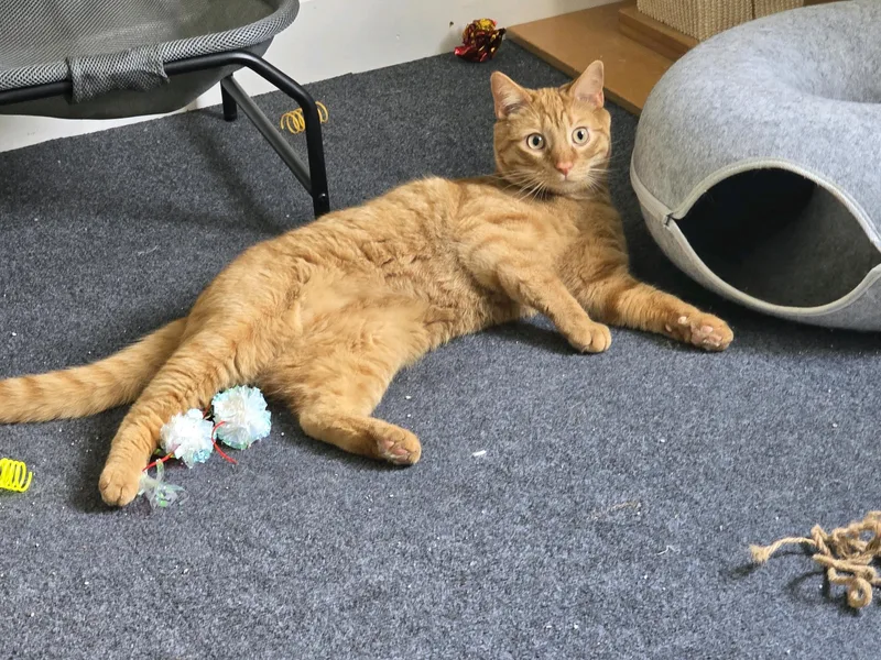 Tigger thumbnail 2