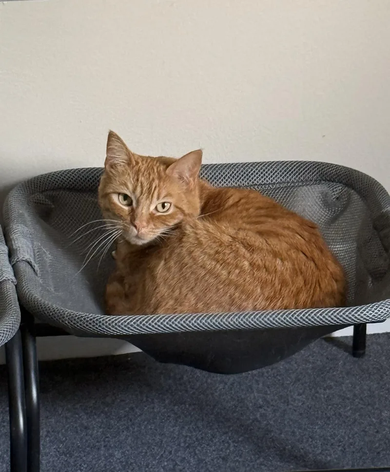 Tigger thumbnail 3