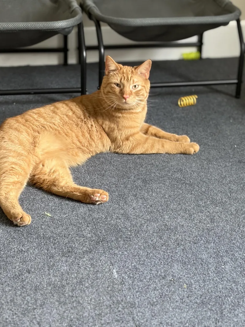 Tigger thumbnail 4