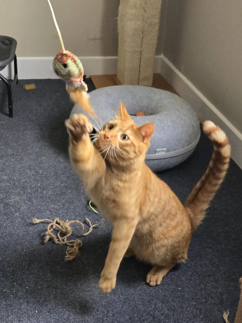 Tigger thumbnail 5