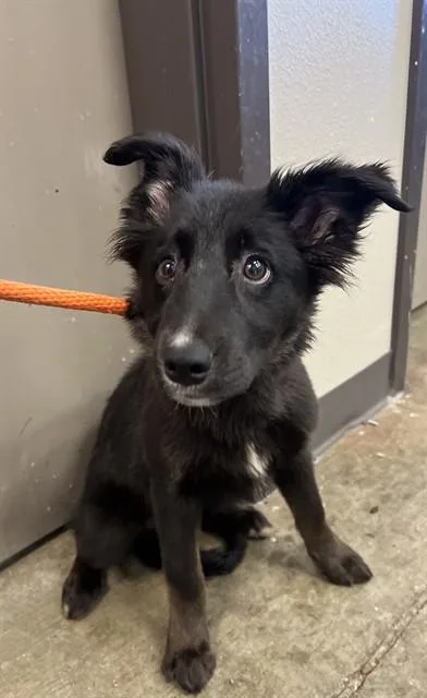 A young small-sized female German Shepherd Dog dog named Ari for adoption in Ontario, CA