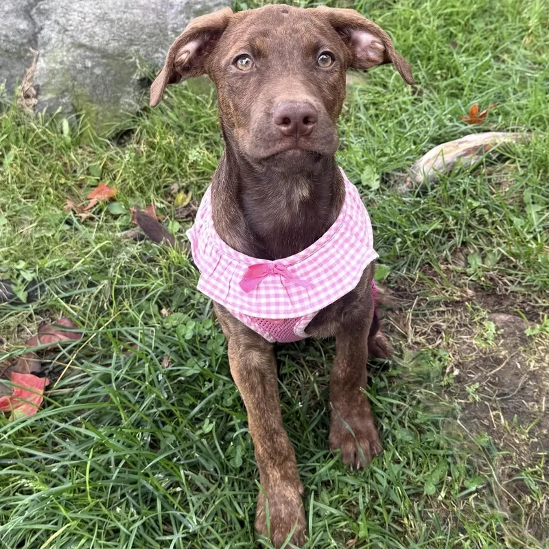 A baby large-sized female Pit Bull Terrier dog named Gravy for adoption in Pelham, NH